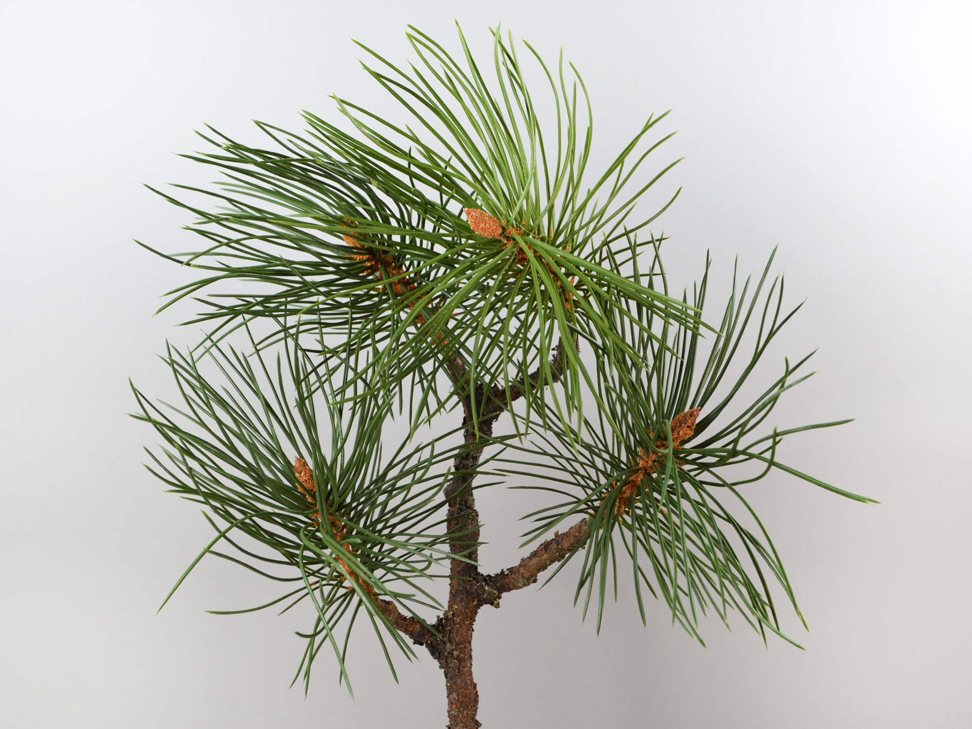 Kiefer-Zweig mit Zapfen, 71cm, grün