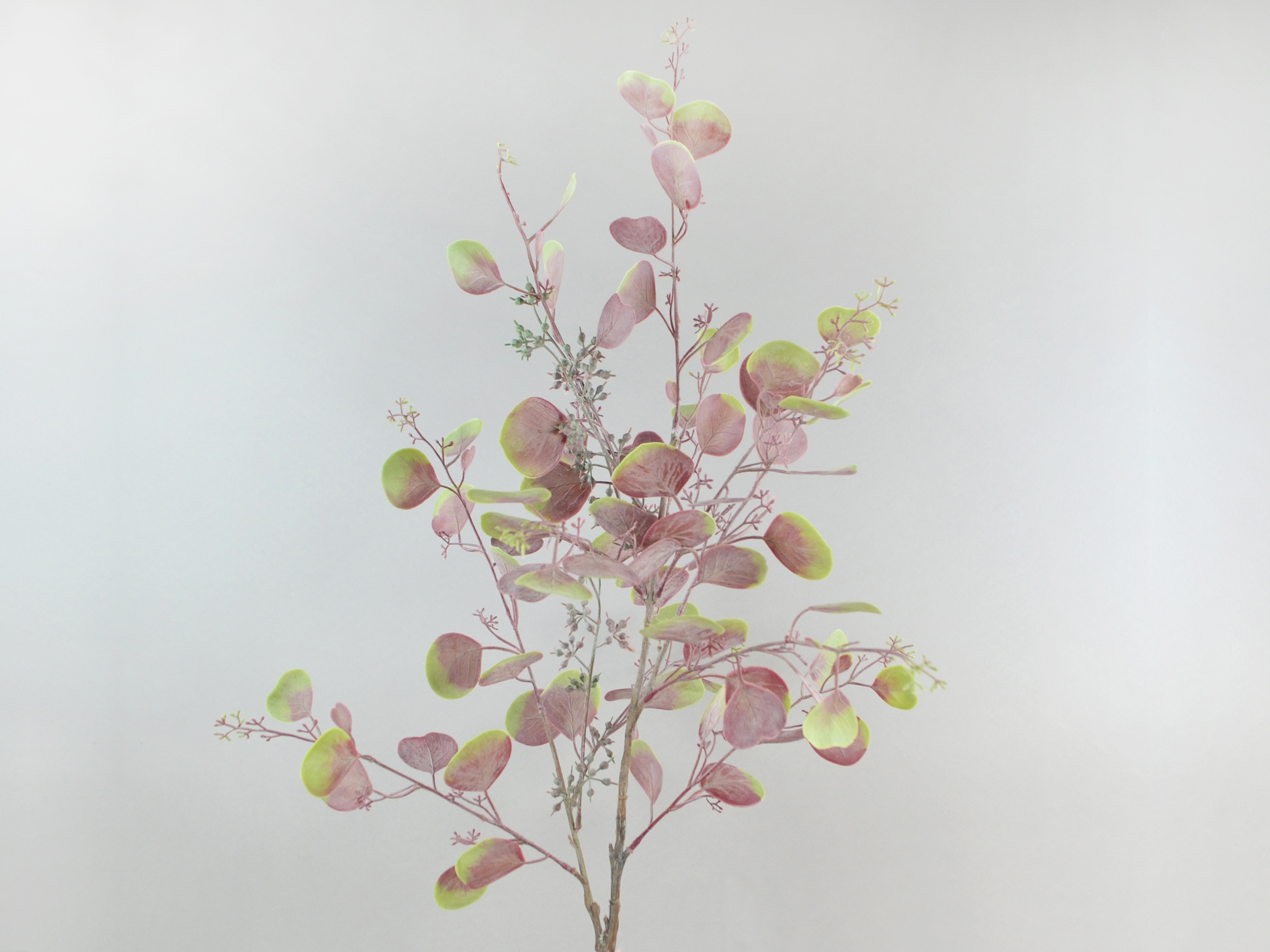 Eucalyptus branch with berries, 86cm, burgundy