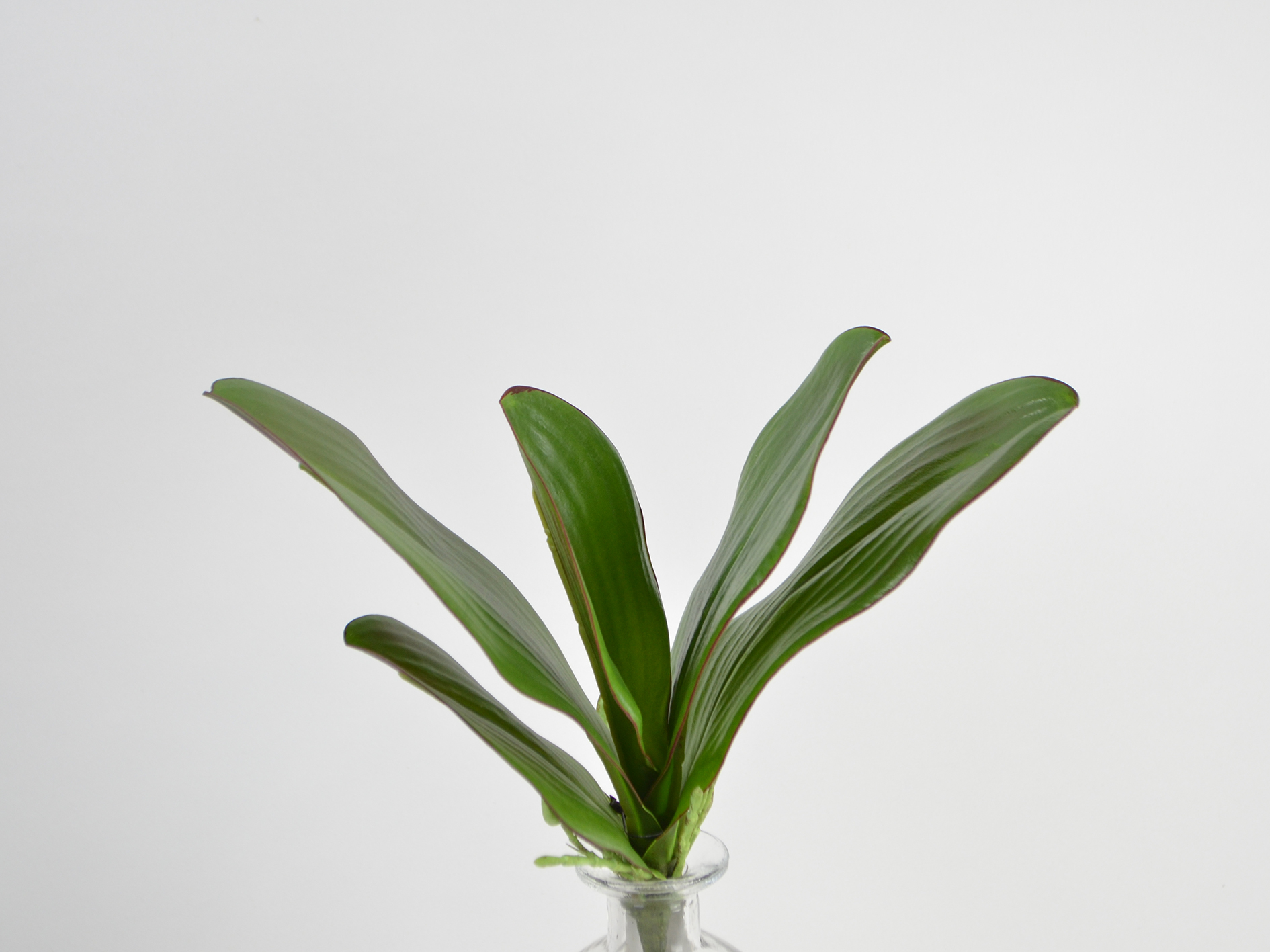 Orchid leaf w. Aerial roots, 24 cm, green