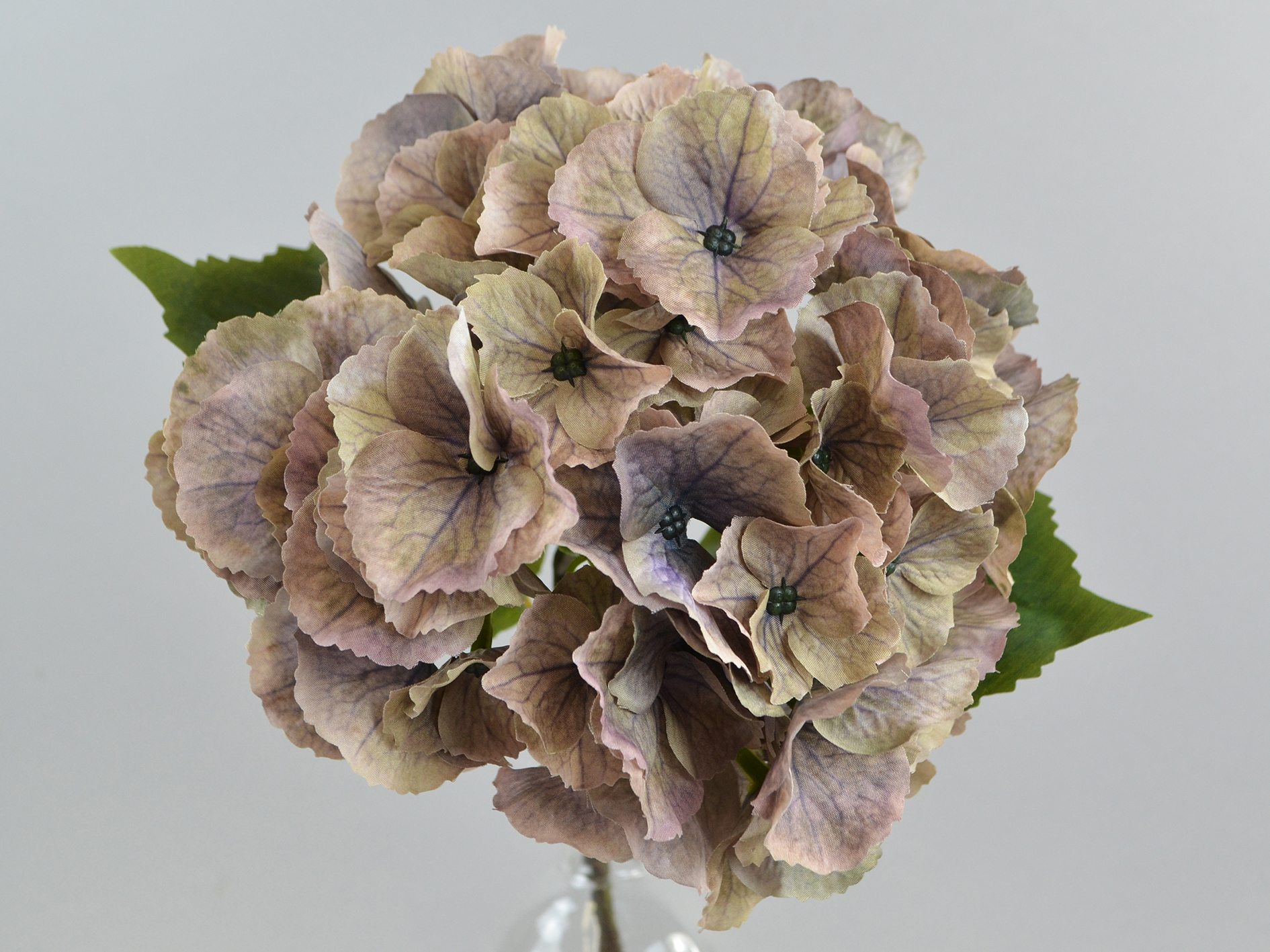 Hydrangea branch, 50cm, brown