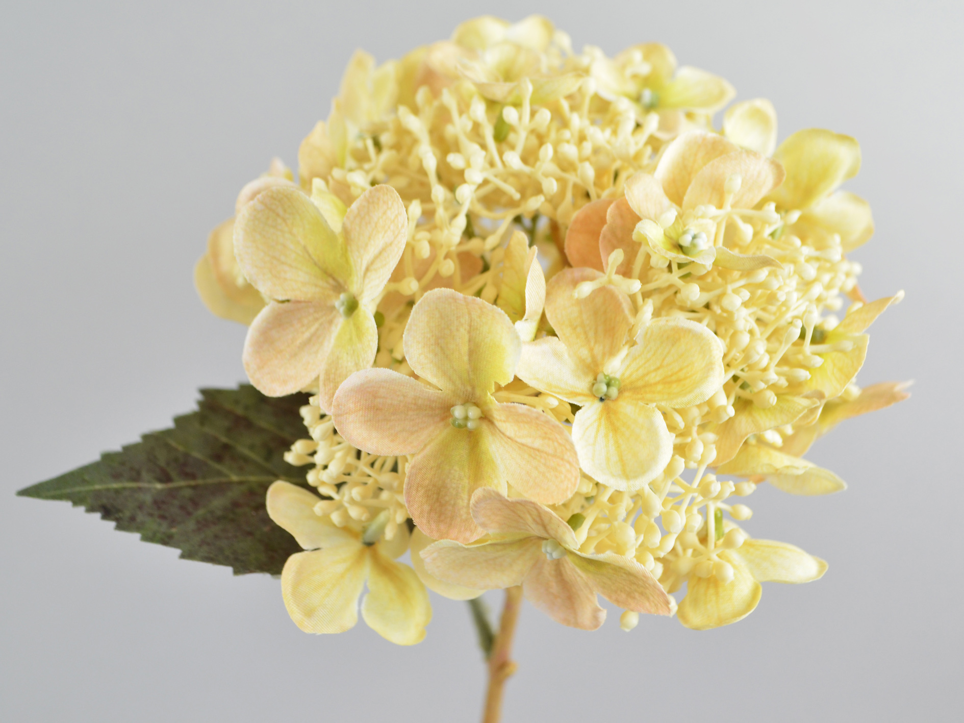 Hydrangea branch with 2 leaves, 54cm, vanilla-cream
