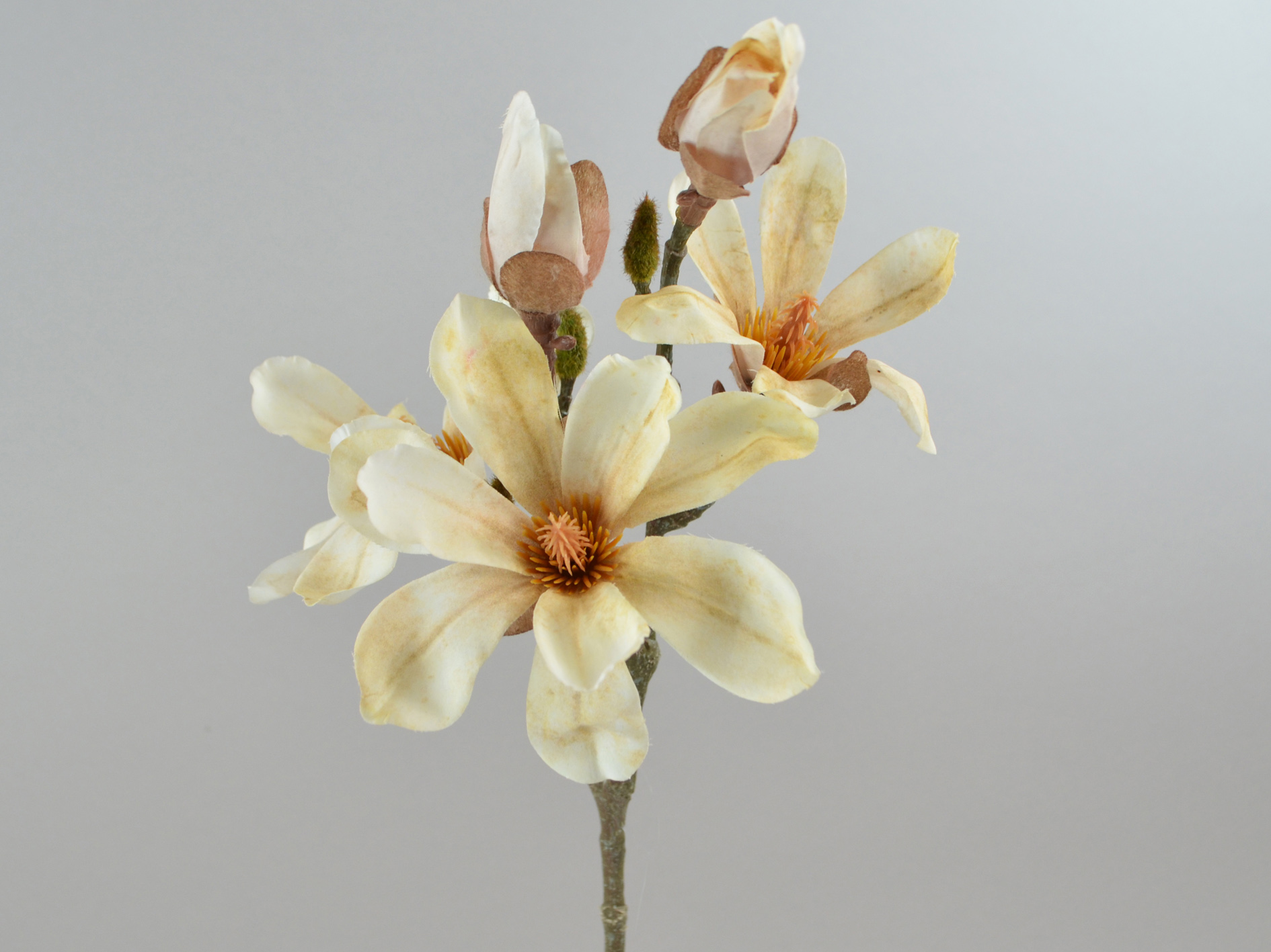Magnolia branch 3 flowers 2 buds, 55cm, cream