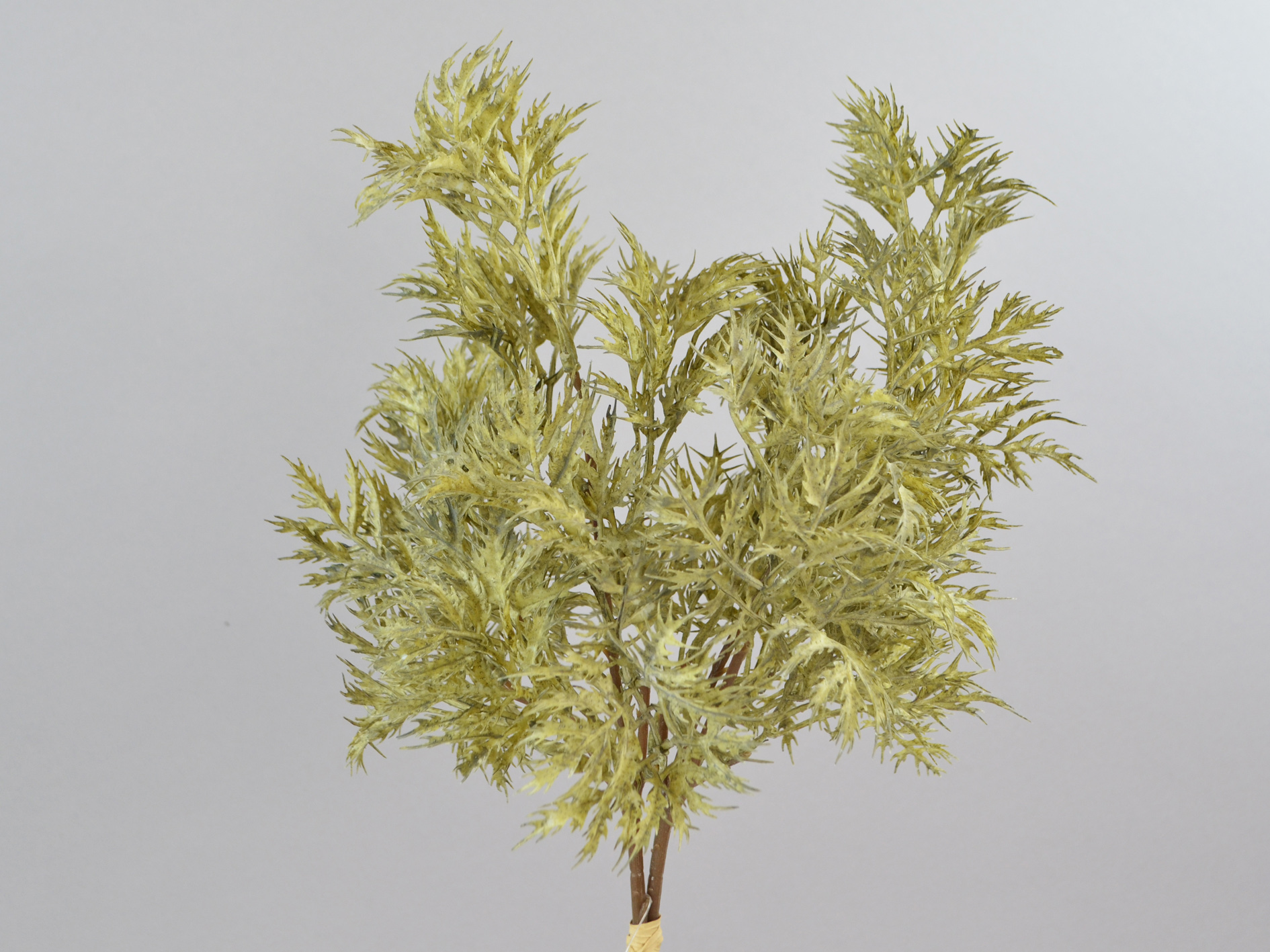 Norway maple bundle, 43cm, green