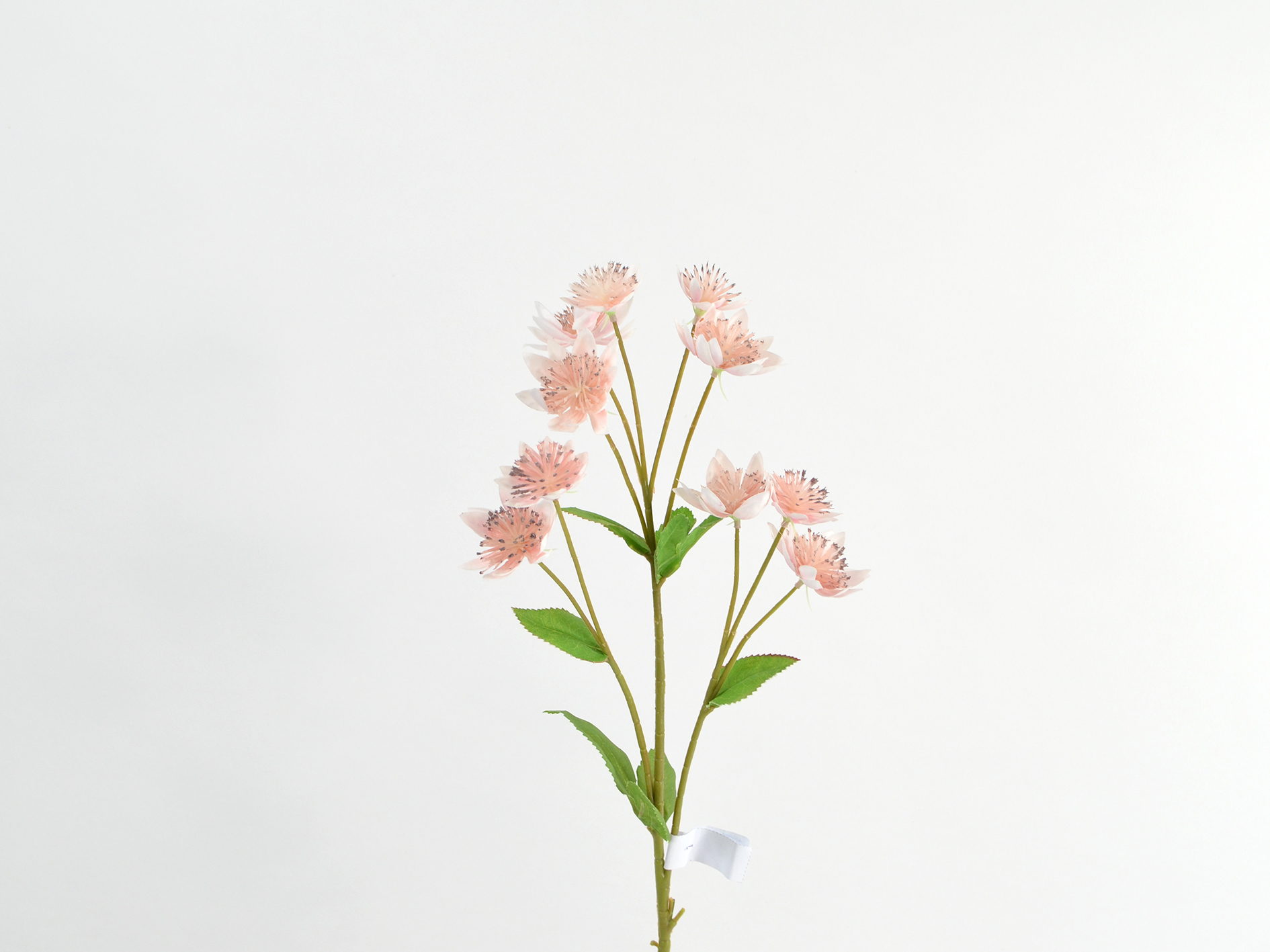 Astrantia-Zweig, 61cm, rosa