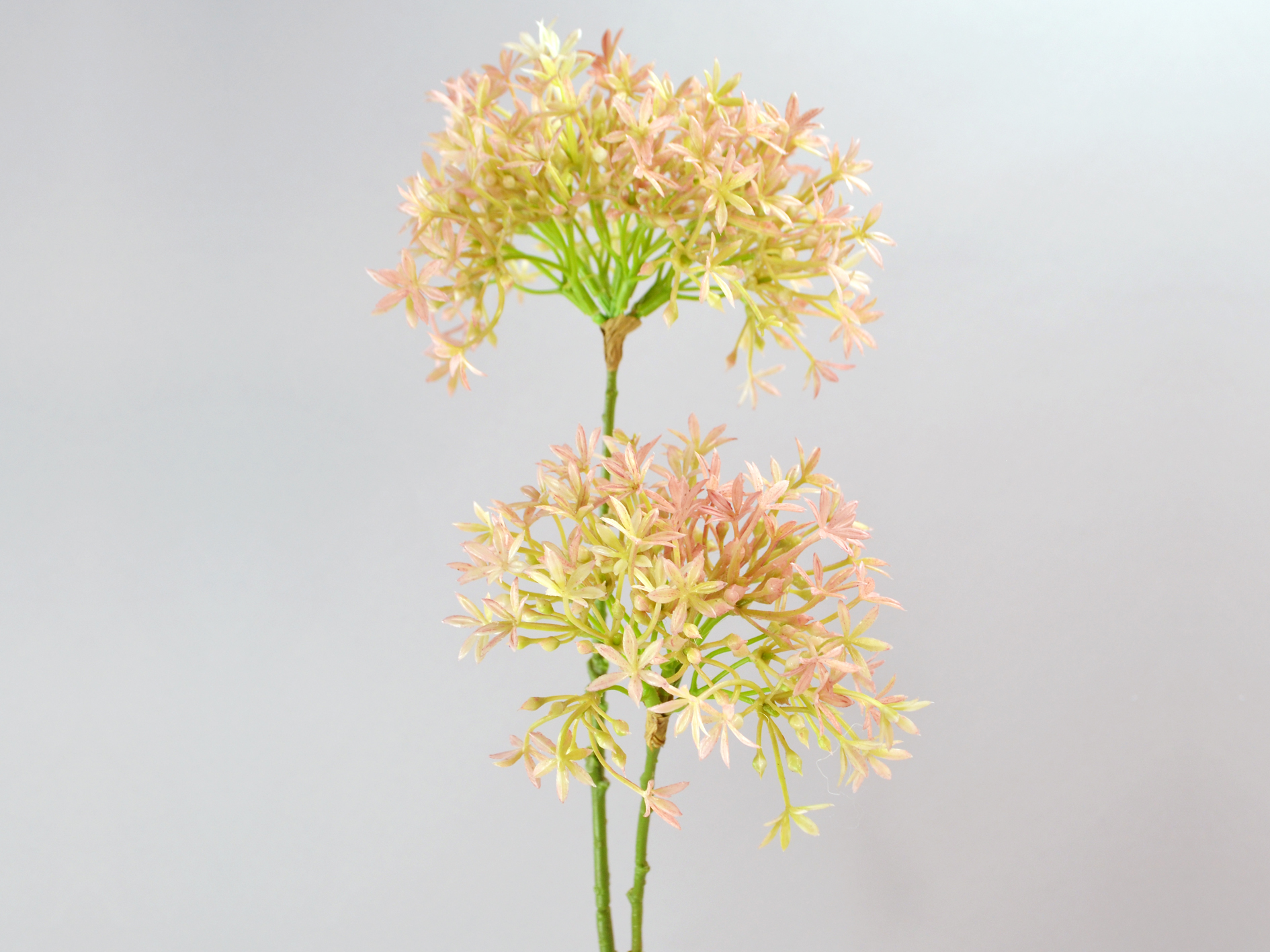 Allium branch, 2 flowers, 67cm, pink
