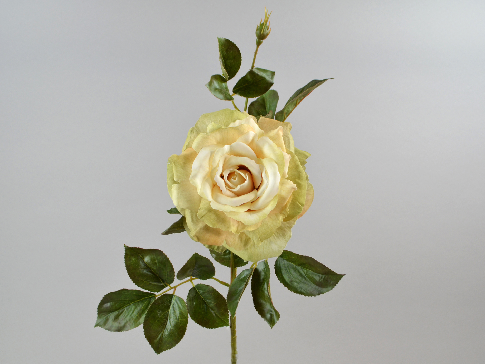 Rosen-zweig x1, 67cm, creme