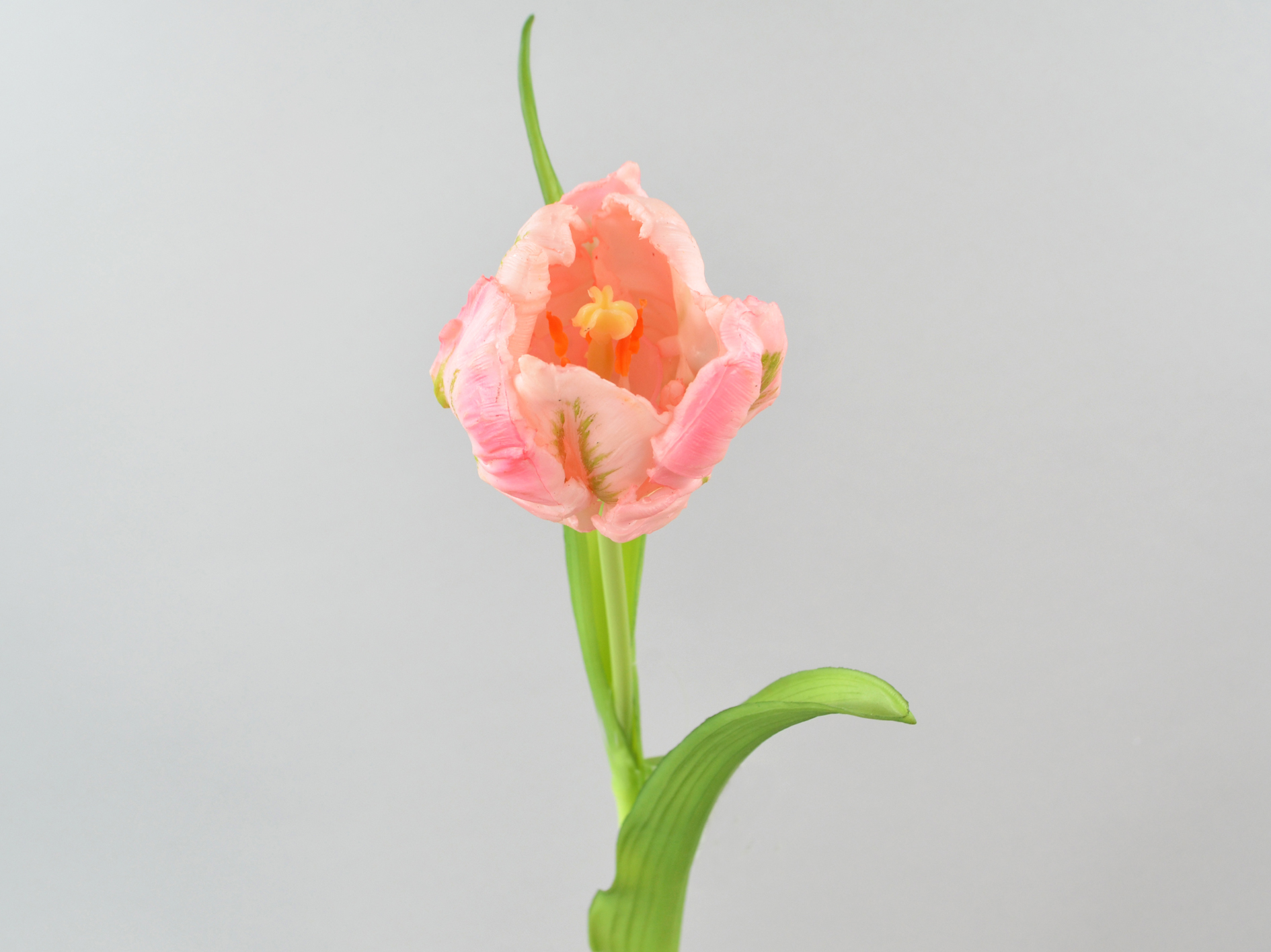 Parrot Tulip x1, pink