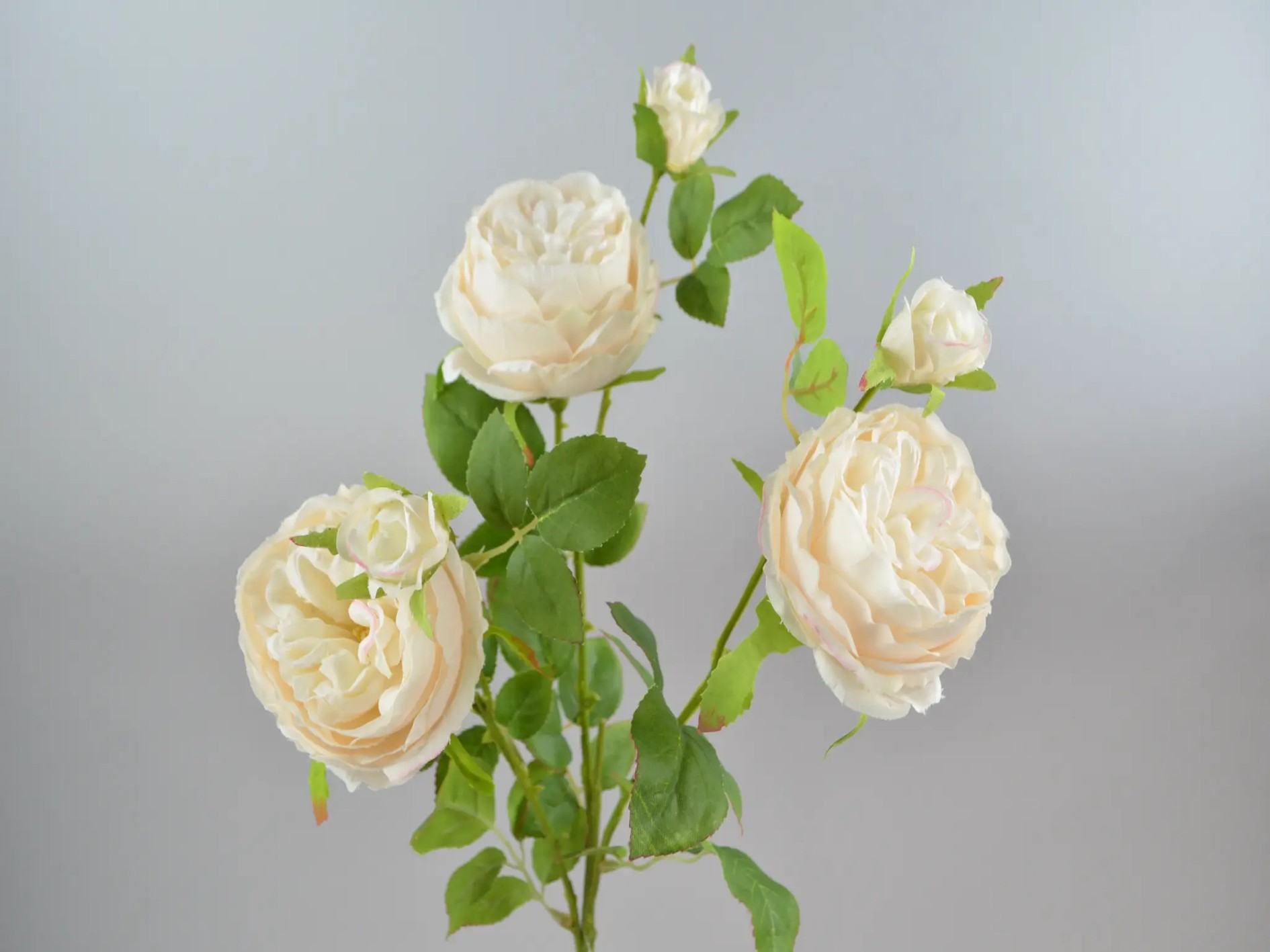 Cabage-Rosen-Zweig, 65cm, creme