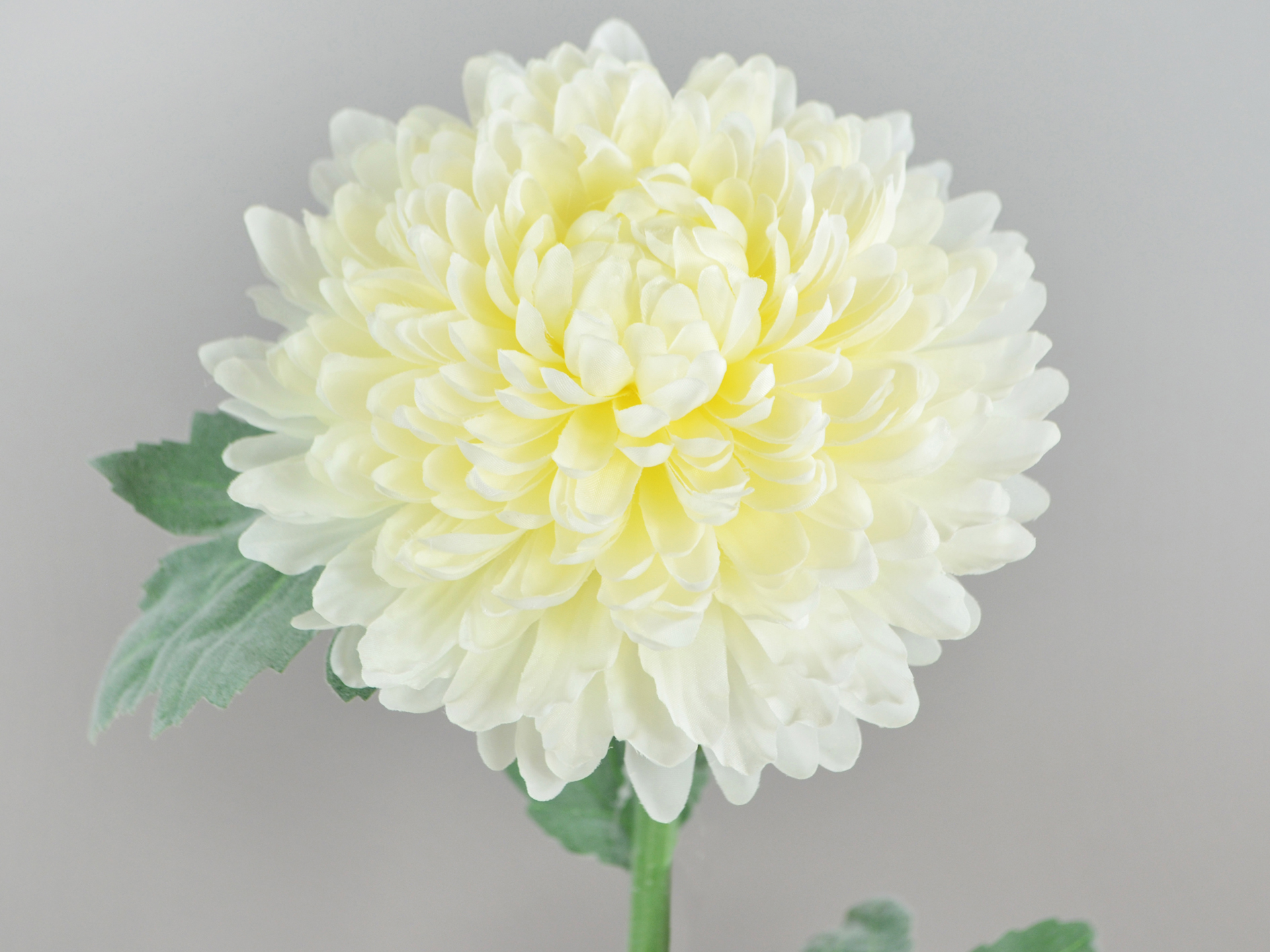 Chrysantheme, 61cm, eme
