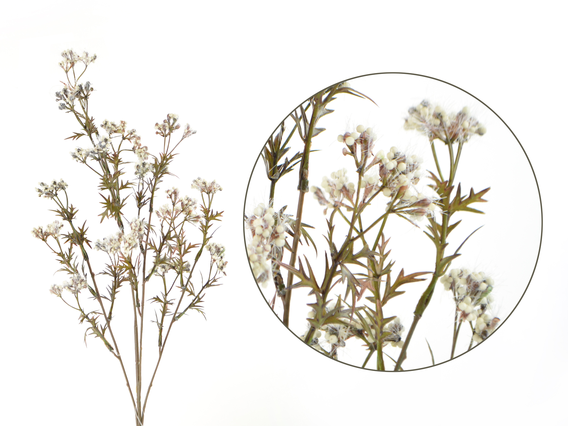 Astilbe branch, 70cm, cream