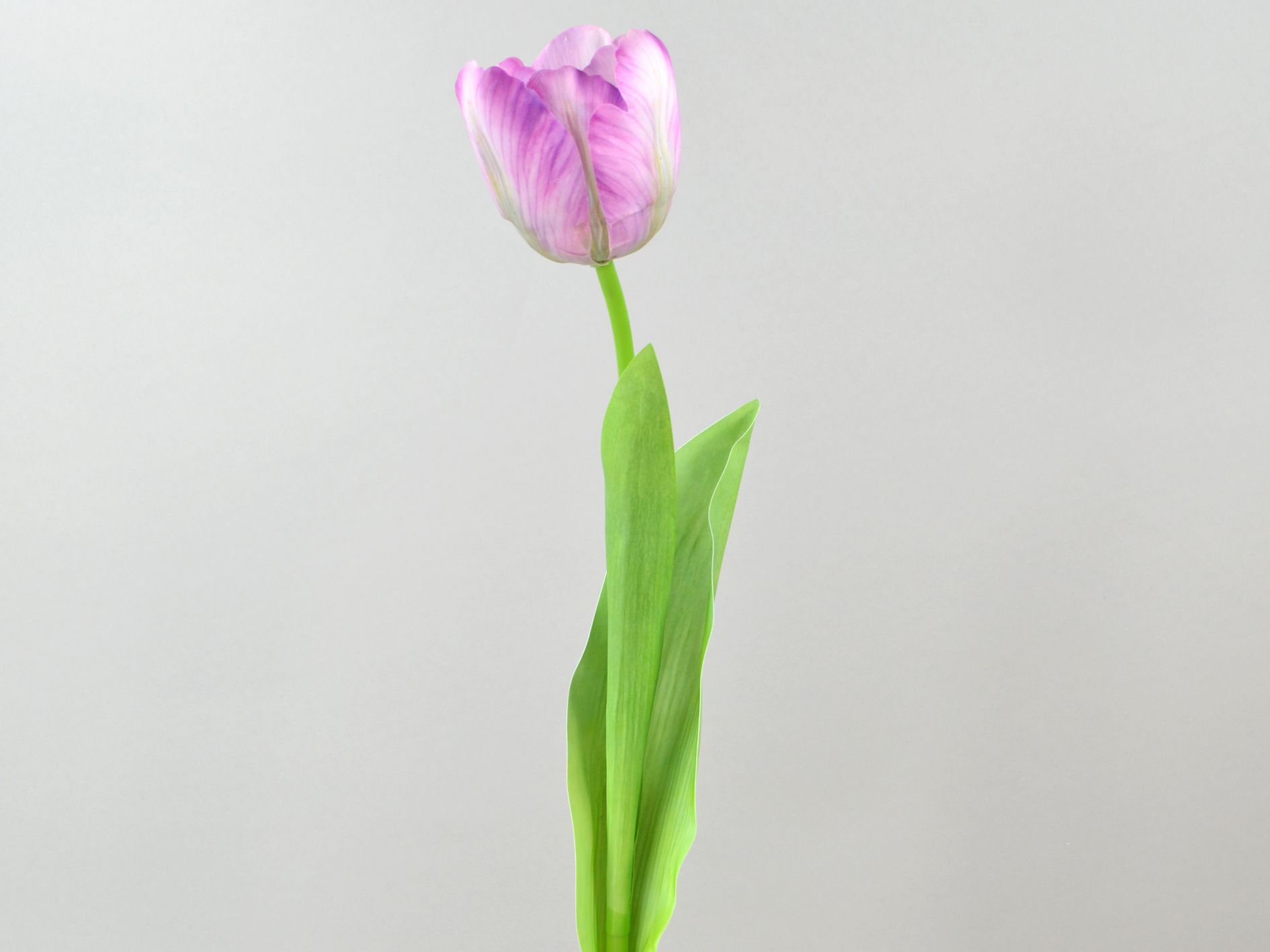 Tulpe x1, real touch, 61cm, rosa