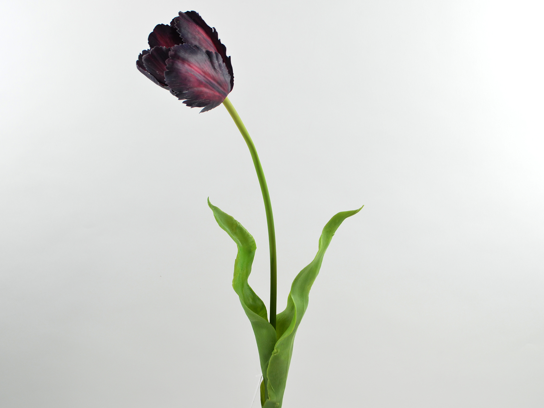Tulpe, 61cm, dkl-lila