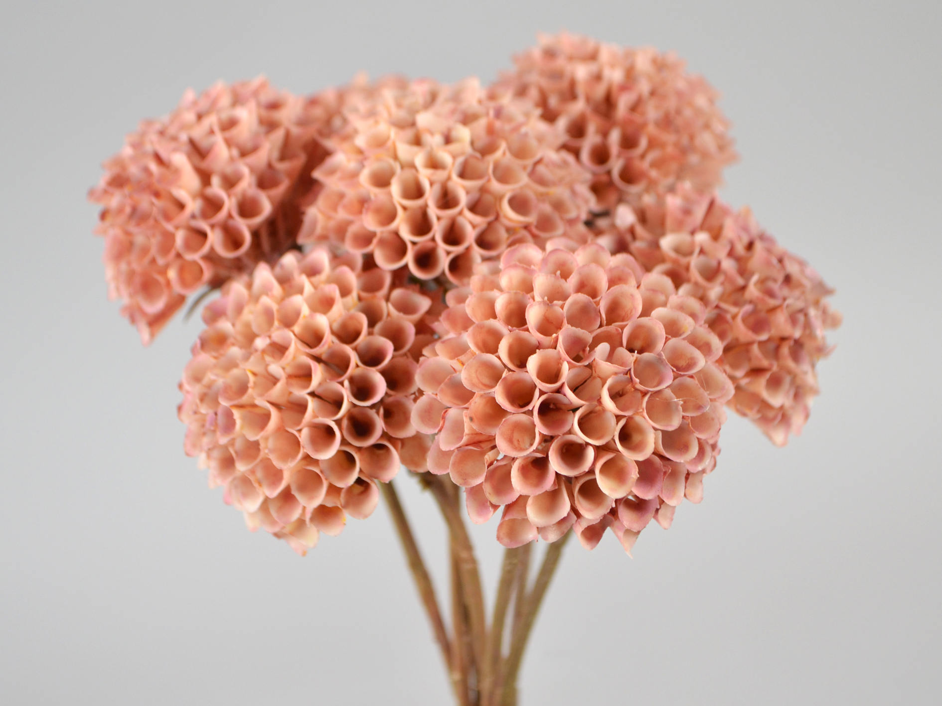 Dahlia bundle x7, 30cm, pale pink