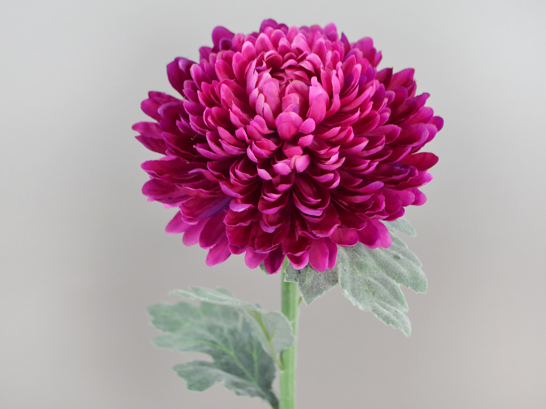 Chrysanthemum, 61cm, fuchsia