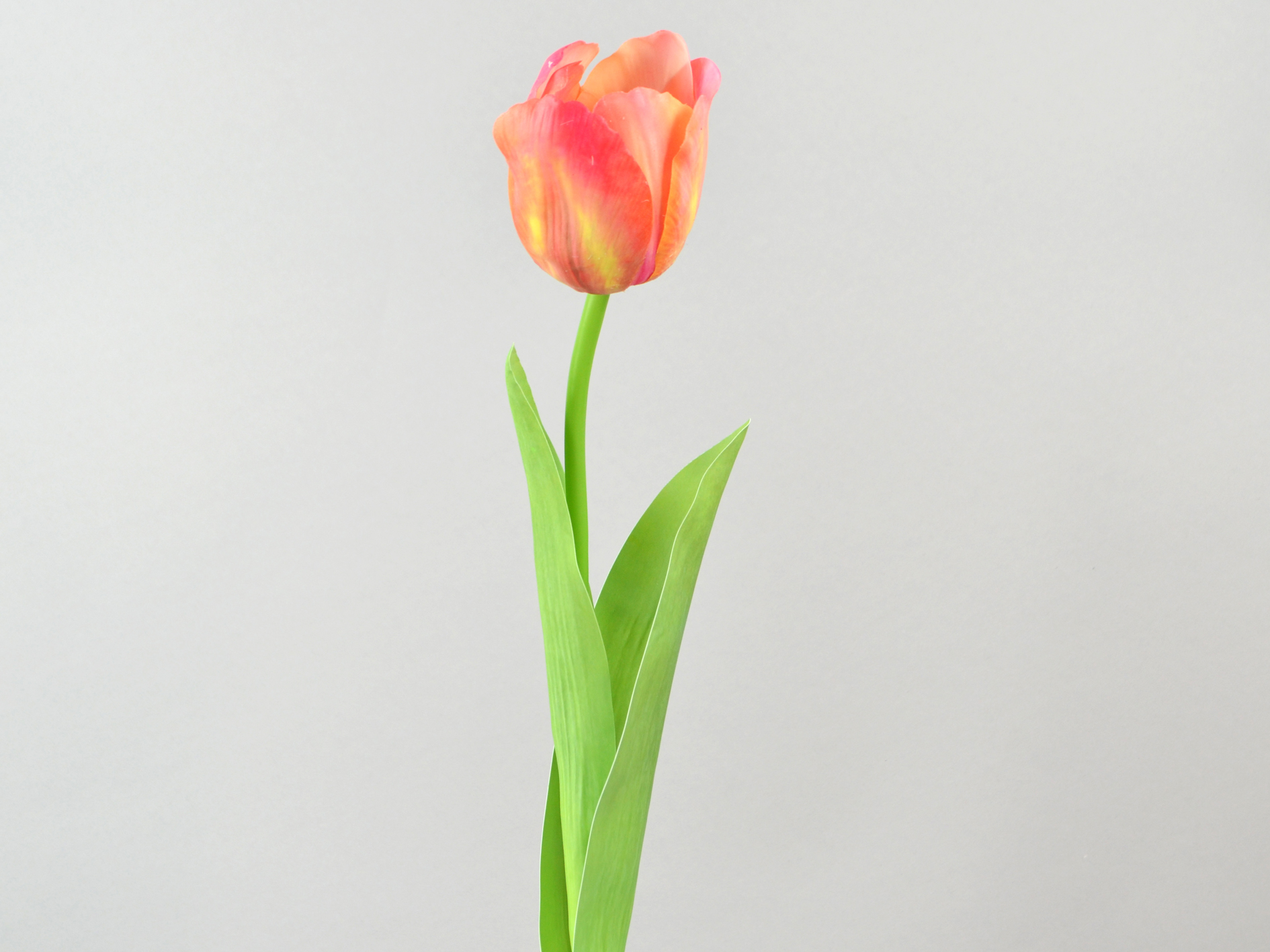 Tulpe x1, real touch, 61cm, fuchsia