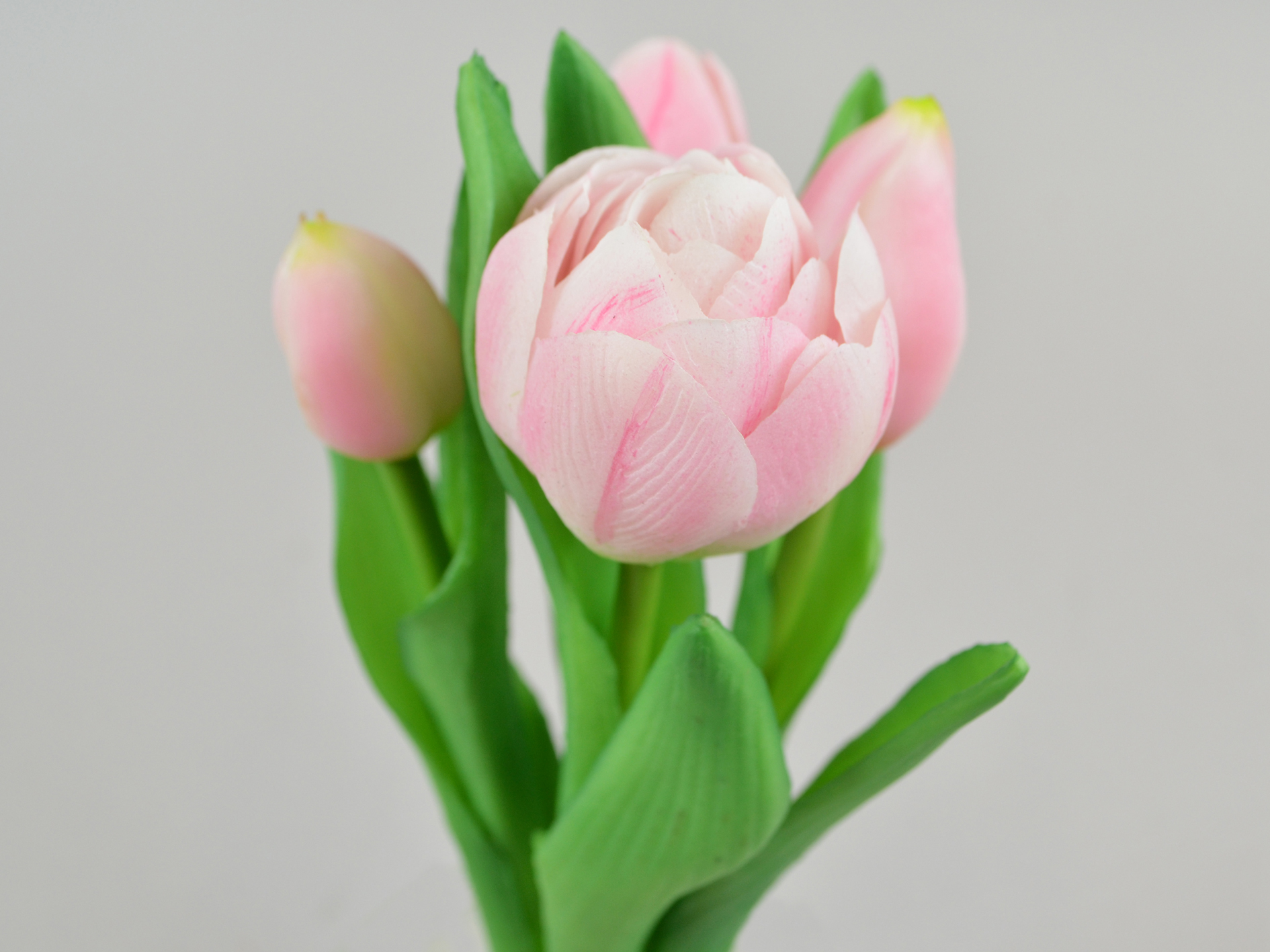 Mini tulip bundle x5, 25cm, white-pink