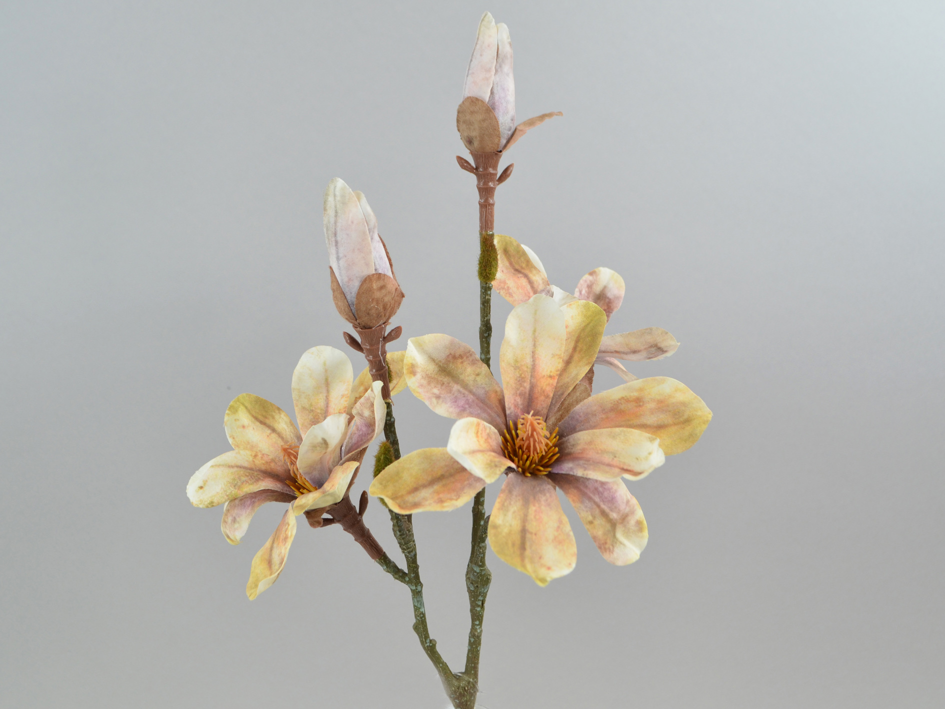 Magnolia branch 3 flowers 2 buds, 55cm, brown