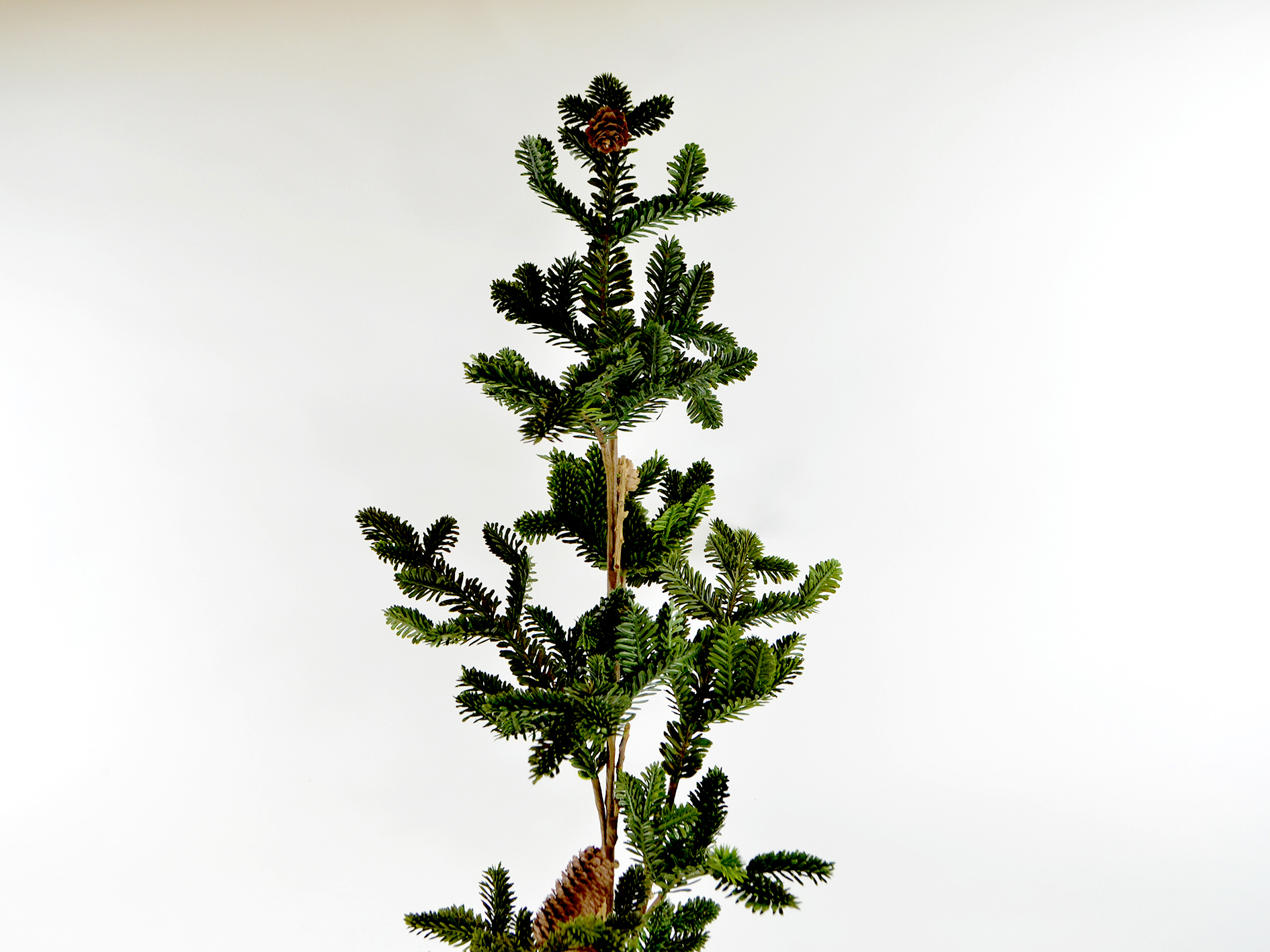 Fichten-Zweig mit Zapfen, 121cm, grün