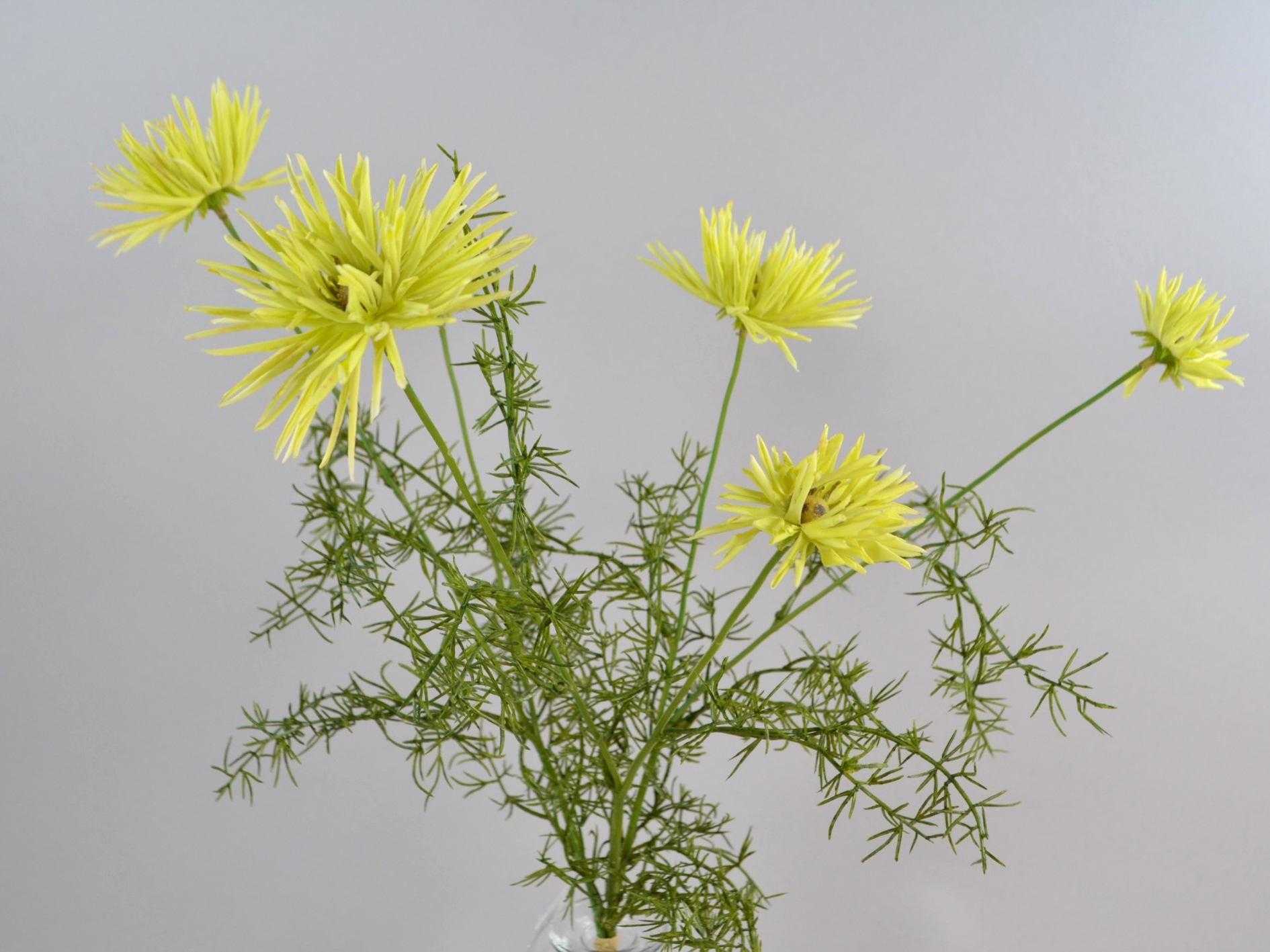 Chrysanthemum bunch (3 stems), 58 cm, light green