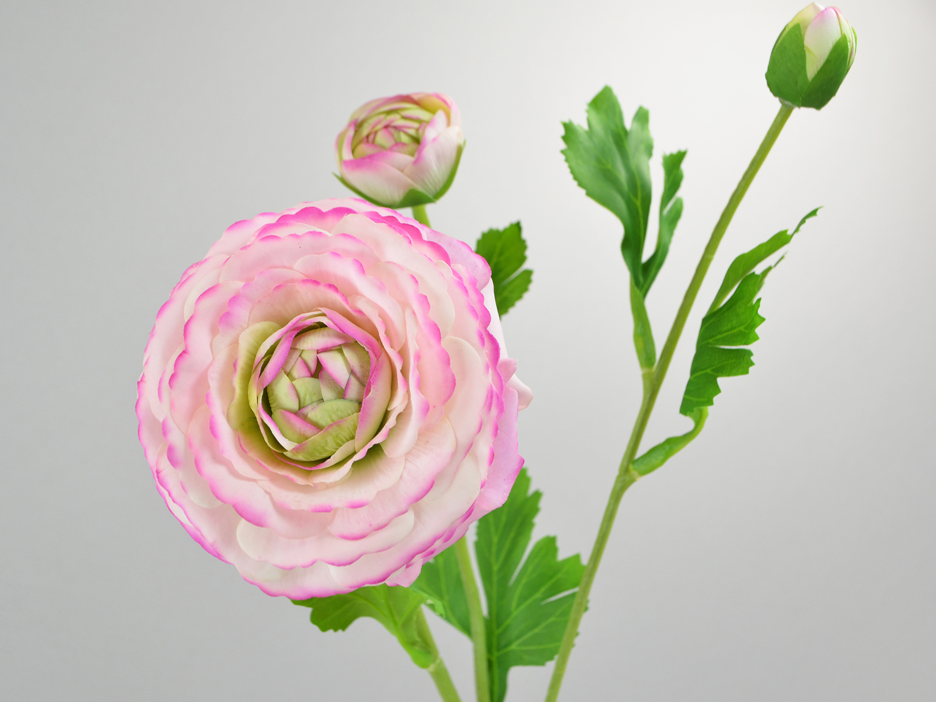 Ranunculus natural touch, 1 blossom, 2 buds, 48cm, cream-purple