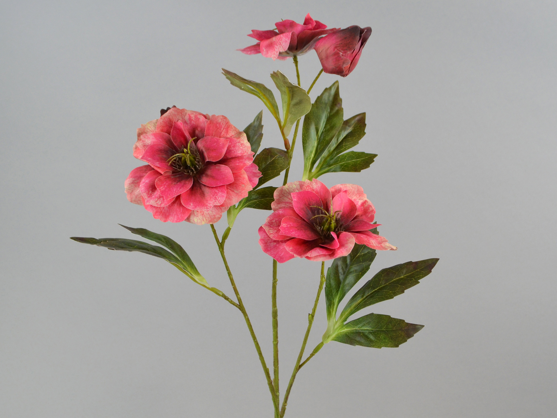 Christmas rose branch x3, 65cm, burgundy