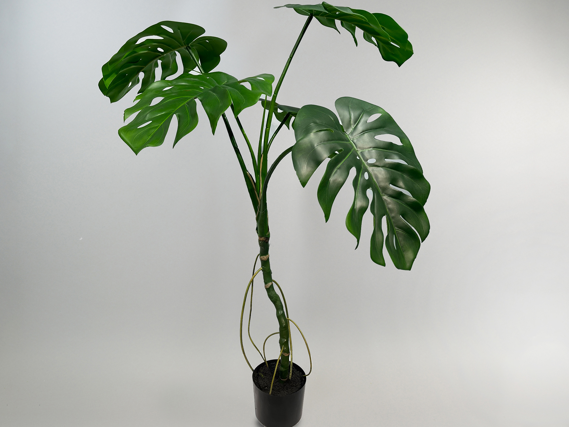 Monstera getopft, 120cm, grün