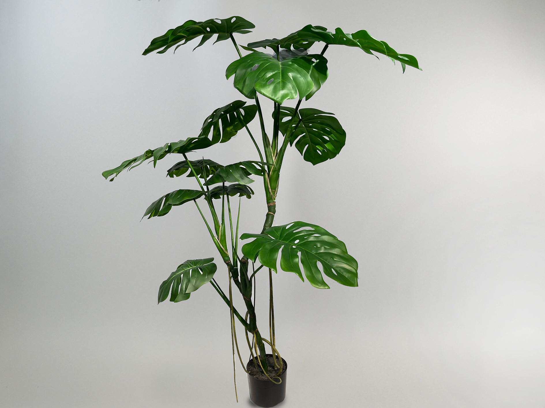 Monstera getopft, 150cm, grün