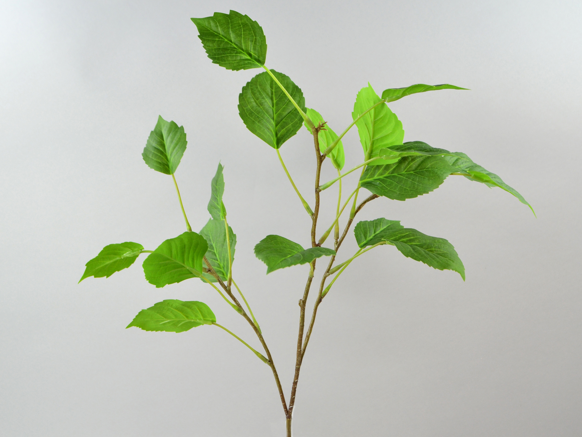 Blatt Hortensienblatt-Zweig, 75cm, grün