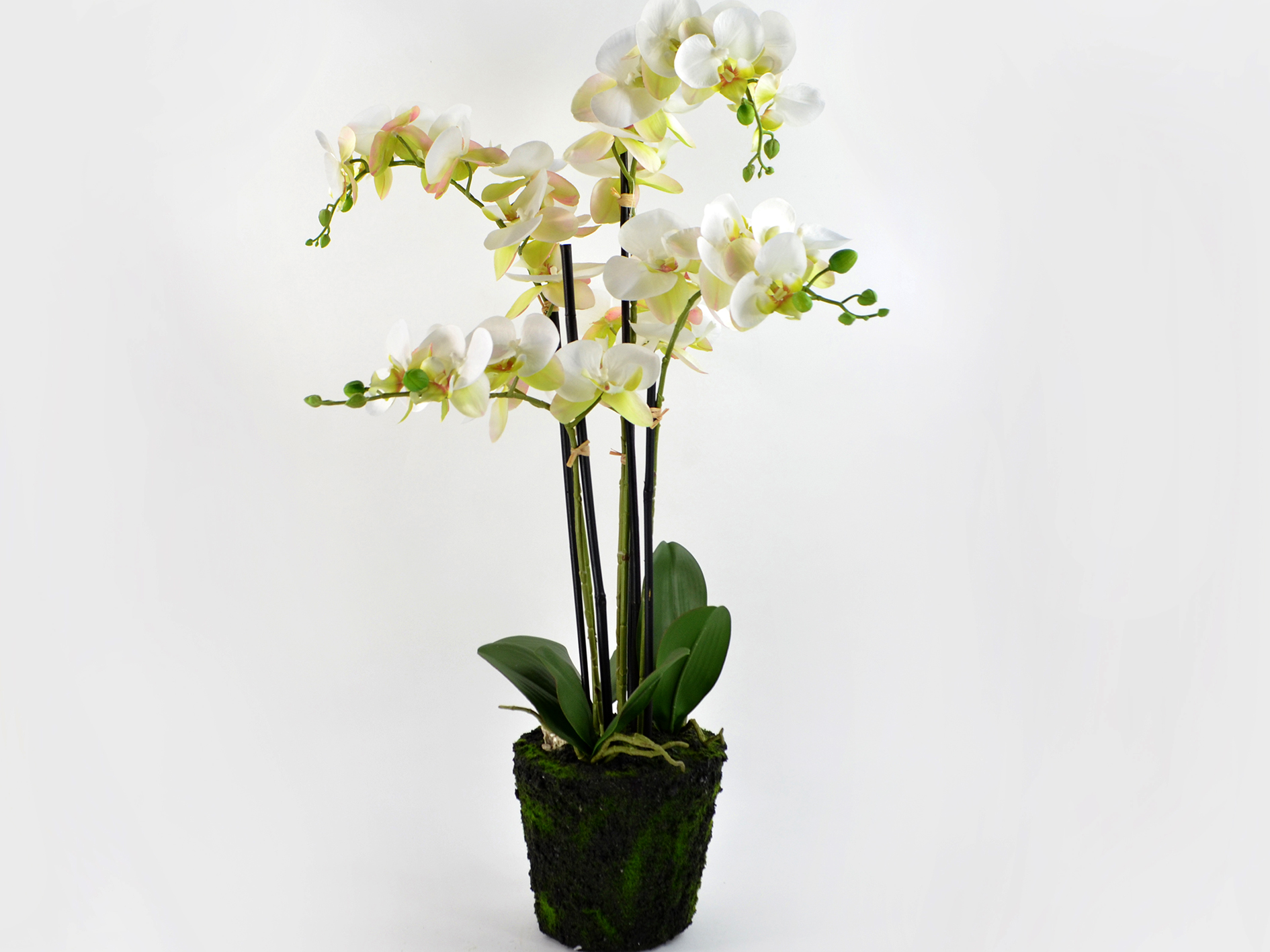 Phalaenopsis x 3, in a ball, 70cm, white