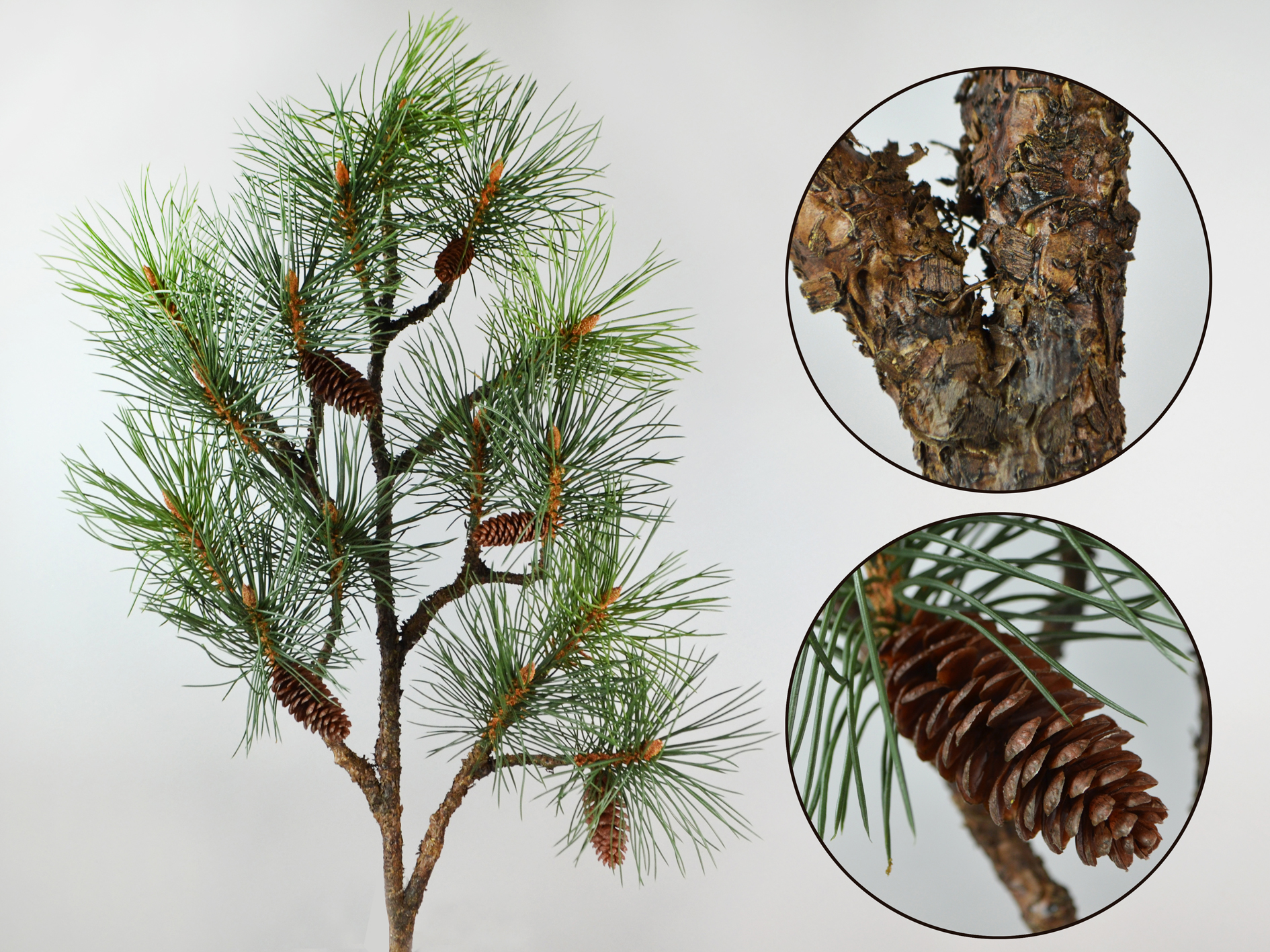 Kiefer-Zweig mit Zapfen, 110cm, grün