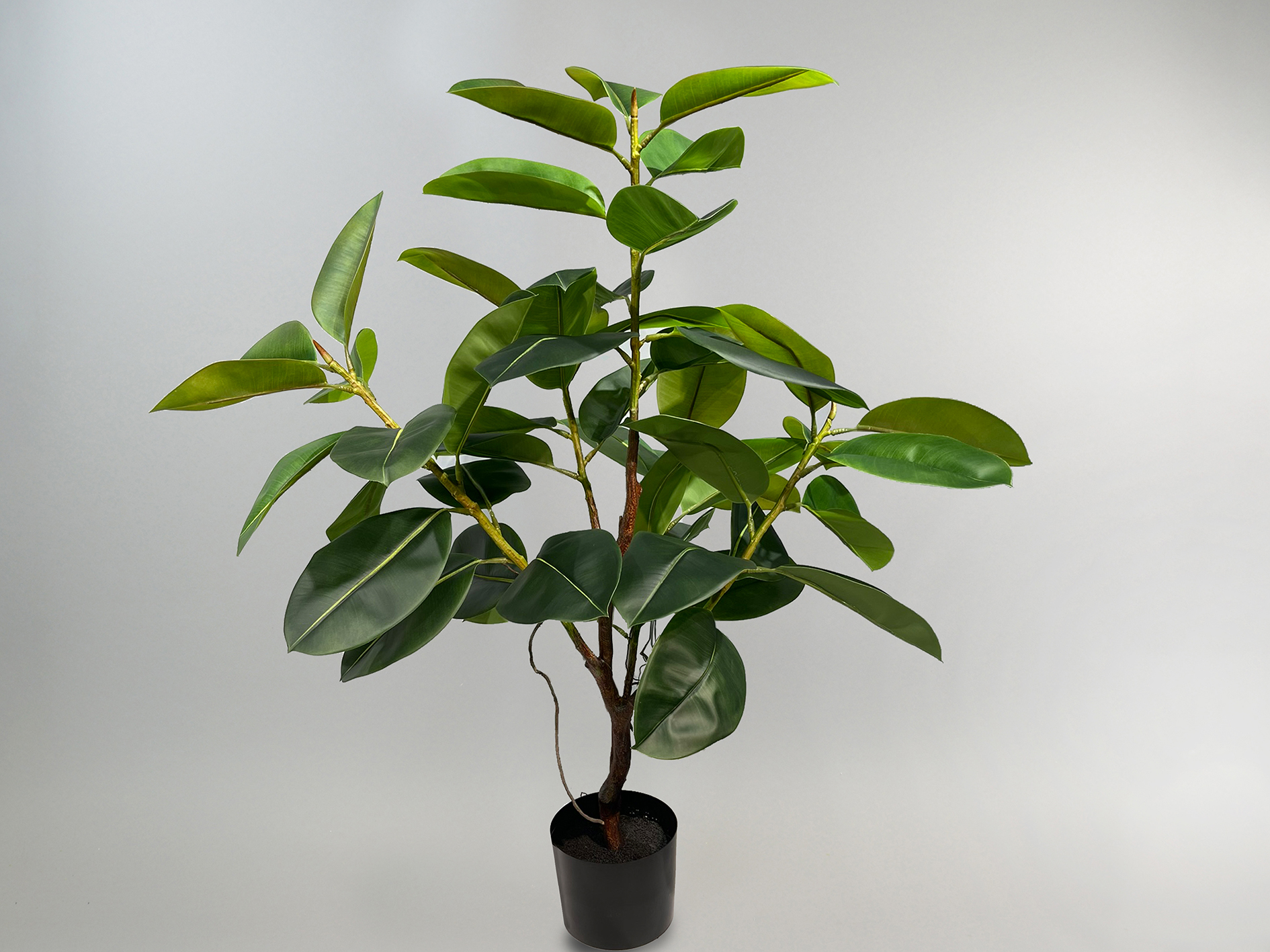 Gummibaum-Busch getopft, H=129cm, grün